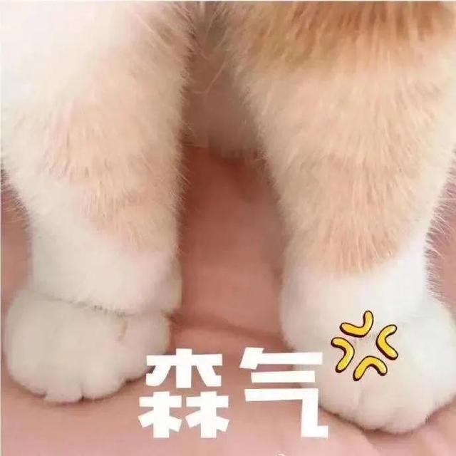 我可爱成这样做你的圣诞礼物好不好表情包